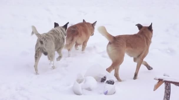 Herrelösa hundar i snö — Stockvideo