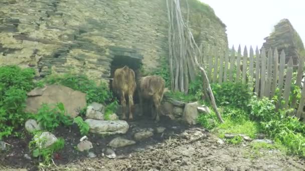 Vaca na rua da cidade — Vídeo de Stock