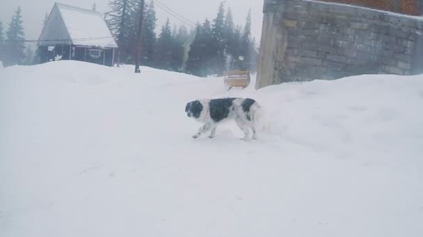 Streunender Hund im Schnee — Stockvideo