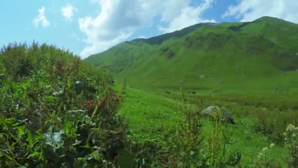 Path in alpine meadows — Stock Video