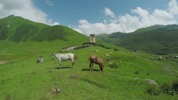 丘の上の家の馬 — ストック動画