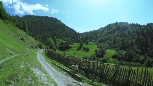 Собака на альпийских лугах — стоковое видео