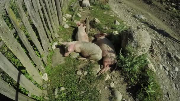 Cerdo en la naturaleza verano — Vídeo de stock