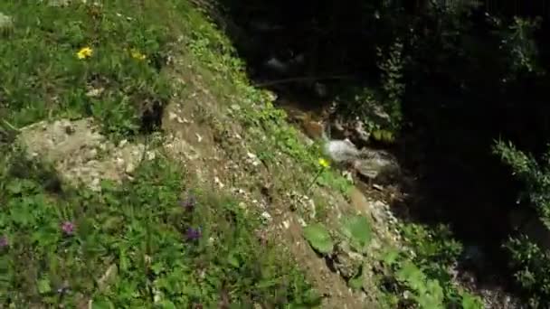 Гірський струмок в Грузії — стокове відео