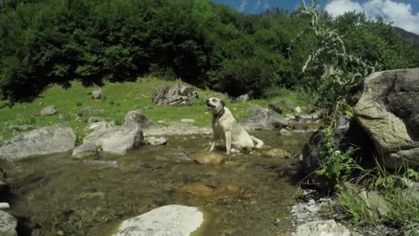 Cão no riacho da montanha — Vídeo de Stock