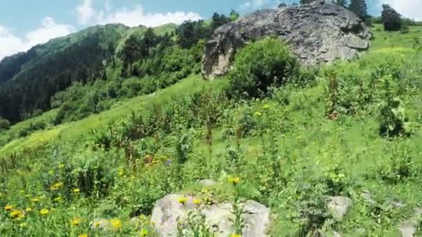 Camino en prados alpinos — Vídeos de Stock