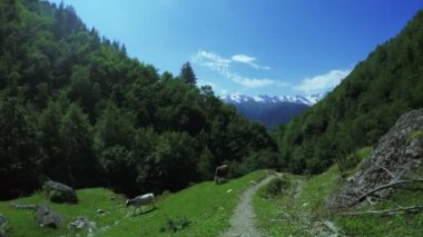 Dağlar yaz aylarında inek