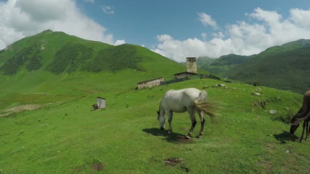 Caballo casero en la colina — Vídeos de Stock