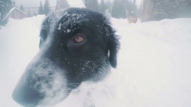 Karlar içinde sokak köpeği