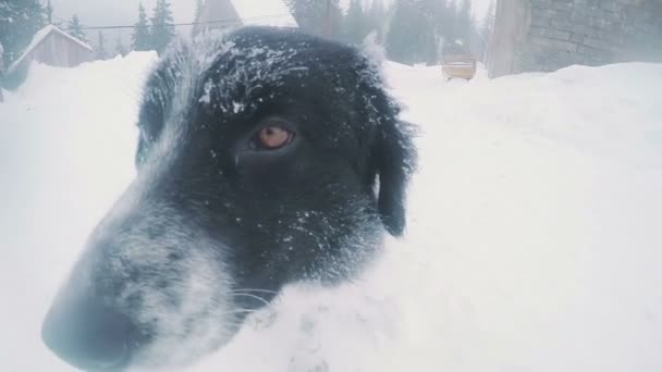 Бродячая собака в снегу — стоковое видео