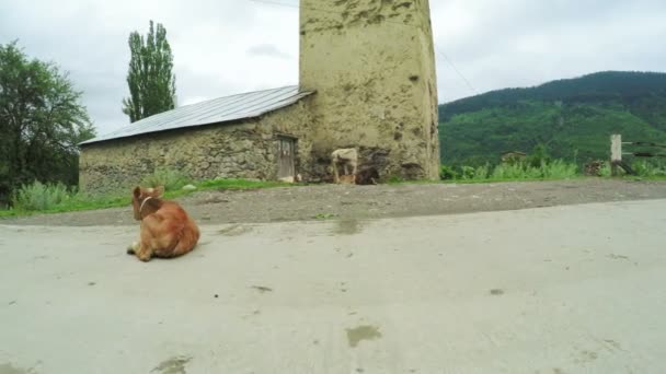 Корова на городской улице — стоковое видео