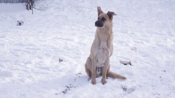 Perros callejeros en nieve — Vídeos de Stock