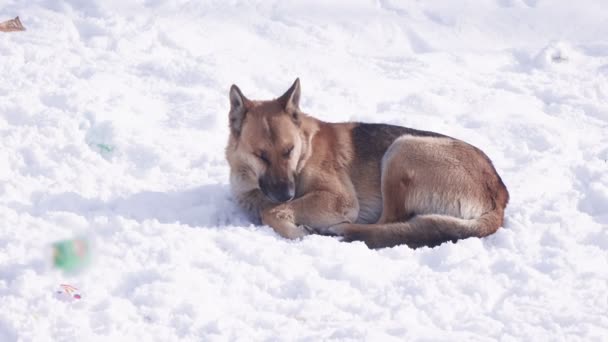 流浪狗在雪 — 图库视频影像