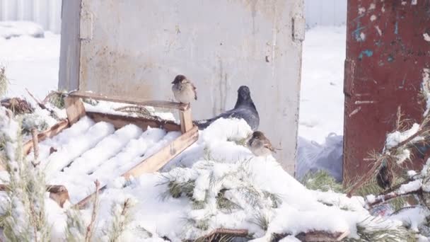 Pigeons in snow winter — Stock Video