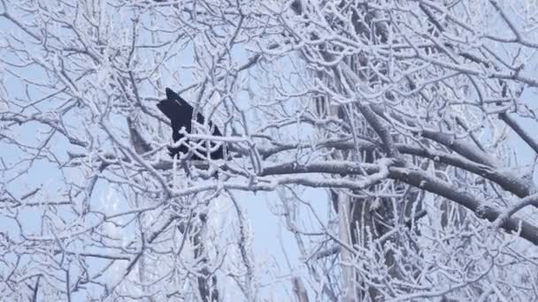 Crow op tak winter — Stockvideo