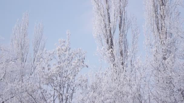 Met sneeuw bedekte bomen — Stockvideo