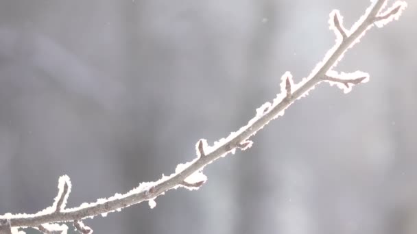 Сніг крита дерев — стокове відео