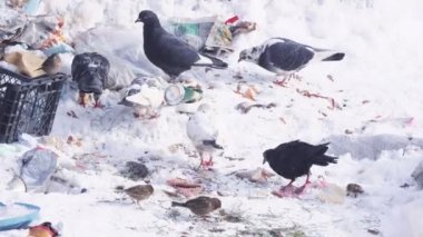 Güvercinler kar kış