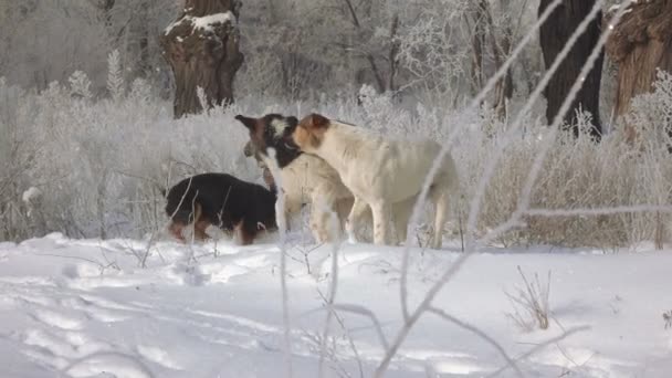 Zwerfhonden in sneeuw — Stockvideo