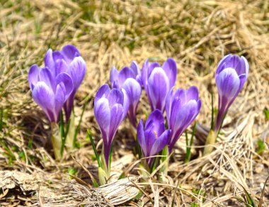 Alp çiğdemler Pyrenees içinde