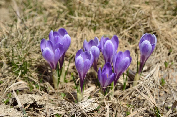 Alp çiğdemler Pyrenees içinde