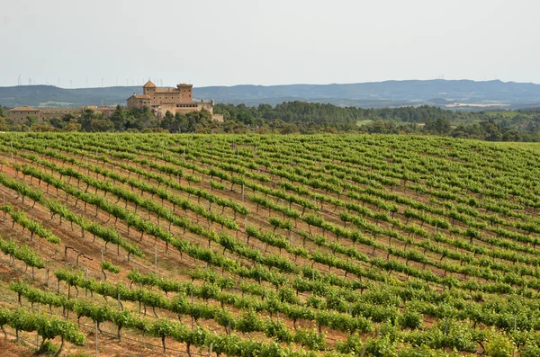 Spanish vineyards in Catalonia — Stock Photo, Image