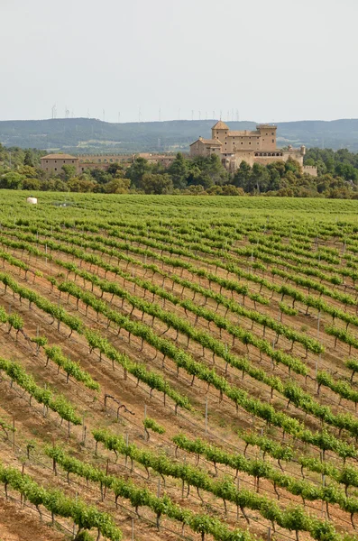 Spanish vineyards in Catalonia — Stock Photo, Image