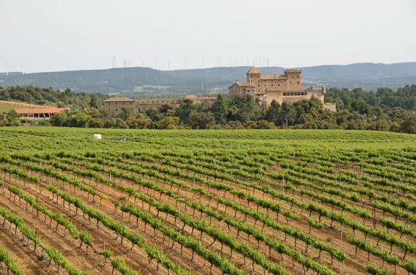 Spaanse wijngaarden in Catalonië — Stockfoto