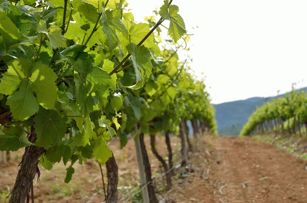 Close-up of the grapevine plantation — Stock Photo, Image