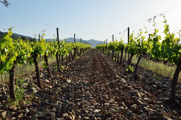 Grapevine plantation, Spanish winery — Stock Photo, Image