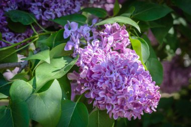 Şırınga leylak çiçeklerinin çiçek açması an meselesi.