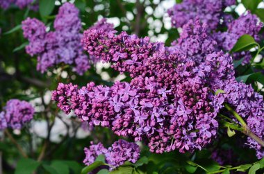 Şırınga leylak çiçeklerinin çiçek açması an meselesi.