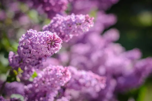 Inflorescencia Las Flores Syringa Lila Momento Floración — Foto de Stock