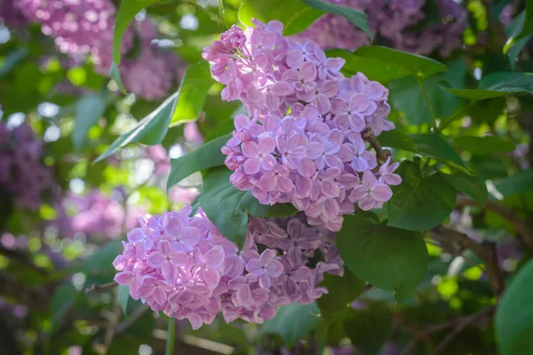 Blütenstand Von Syringa Lilac Blüten Blühenden Moment — Stockfoto
