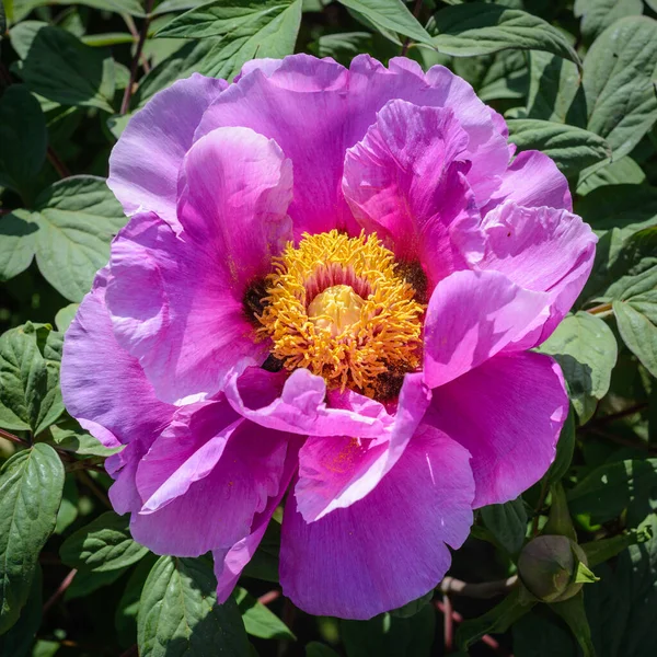 Flor Peonía Rosa Cerca —  Fotos de Stock