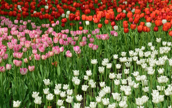 Blühende Tulpenblüten Frühlingspark Kiew Ukraine — Stockfoto