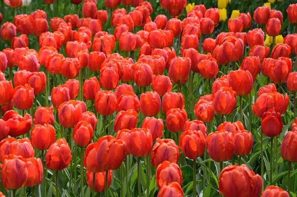 Blühende Tulpenblüten Frühlingspark Kiew Ukraine — Stockfoto