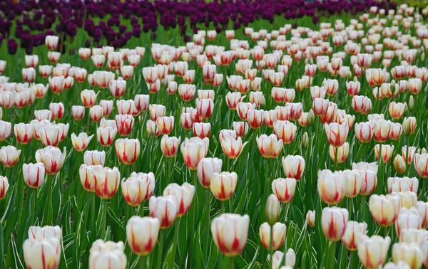 Blühende Tulpenblüten Frühlingspark Kiew Ukraine — Stockfoto