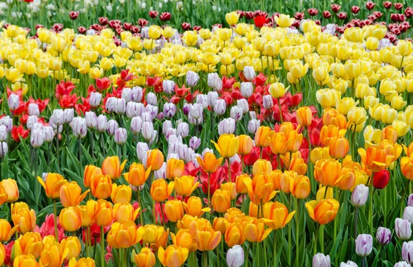 Blühende Tulpenblüten Frühlingspark Kiew Ukraine — Stockfoto