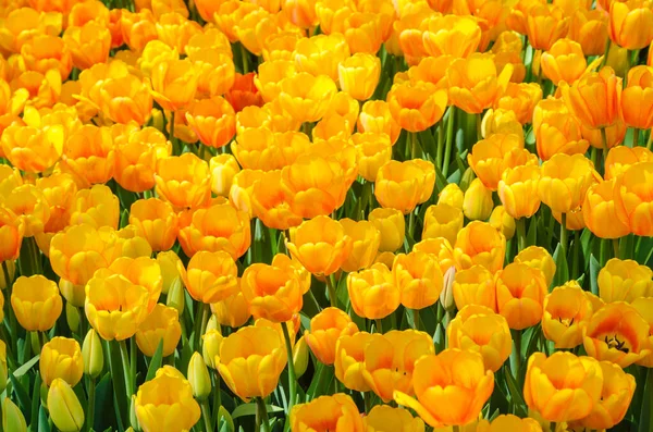 Blühende Tulpenblüten Frühlingspark Kiew Ukraine — Stockfoto