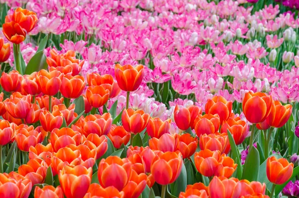 Blühende Tulpenblüten Frühlingspark Kiew Ukraine — Stockfoto