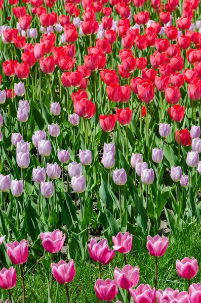 Blühende Tulpenblüten Frühlingspark Kiew Ukraine — Stockfoto