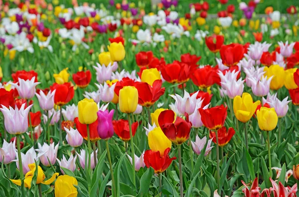 Blühende Tulpenblüten Frühlingspark Kiew Ukraine — Stockfoto