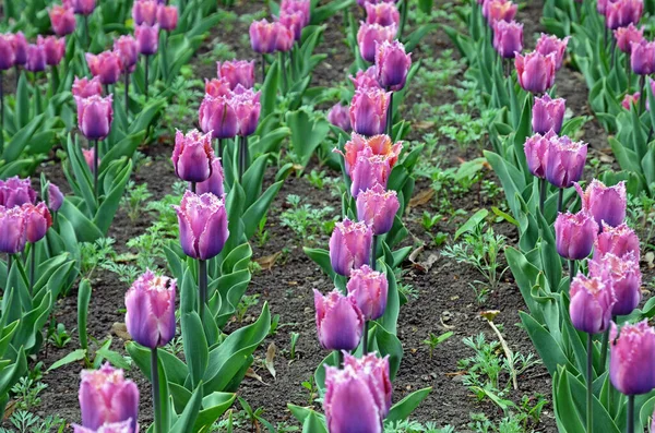 Blühende Tulpenblüten Frühlingspark Kiew Ukraine — Stockfoto