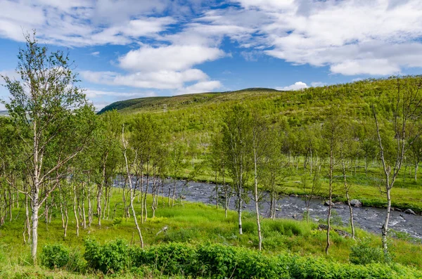 Floresta Verde Pequeno Riacho Noruega Tundra Hammerfest — Fotografia de Stock