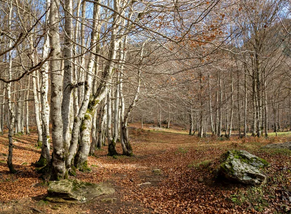 Caminho Florestal Com Folhas Caídas Gavarnie Circo França Outono — Fotografia de Stock