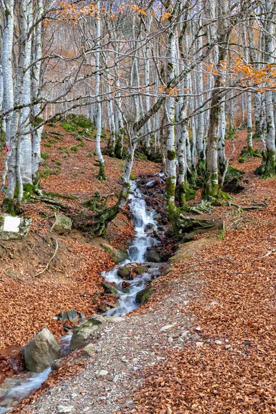 Liten Vacker Vattenbäck Skogen Gavarnie Cirkus Frankrike Höst — Stockfoto