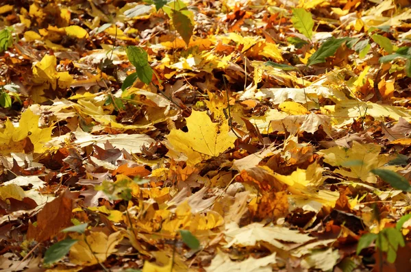 Piso outonal das folhas caídas — Fotografia de Stock