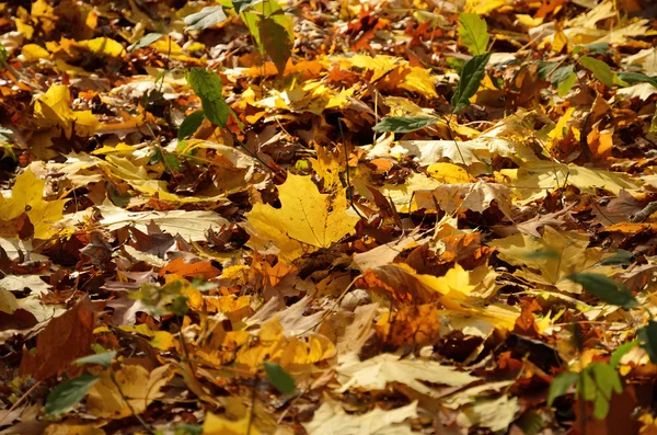 Lit automnal de feuilles tombées — Photo