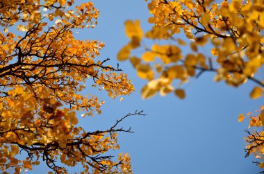 Ginkgo dalları Güz